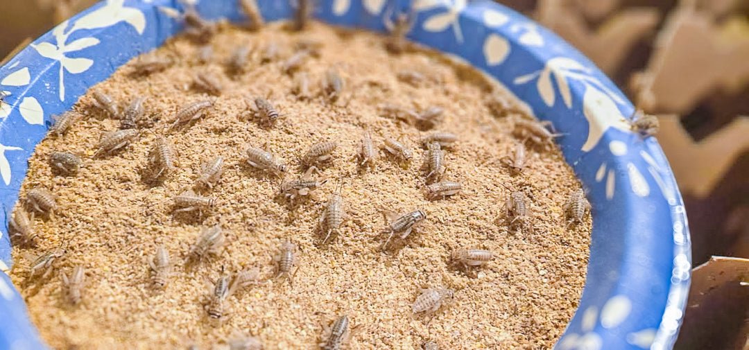 Live Crickets for Sale | Farm-Direct from Dunn NC - Carolina Crickets