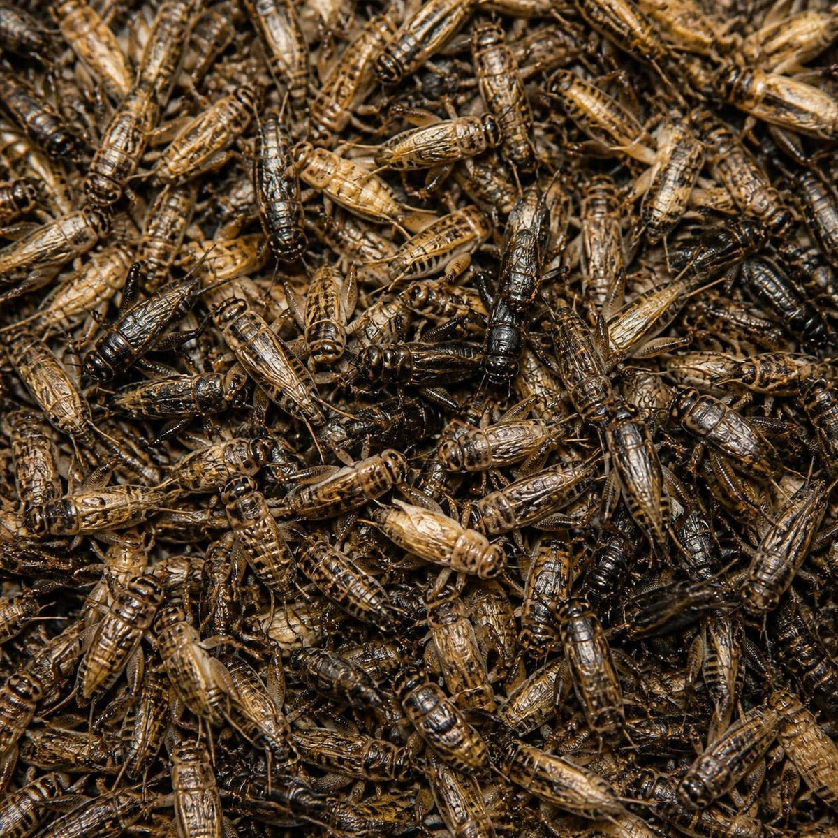 Live Crickets for Sale | Farm-Direct from Dunn NC - Carolina Crickets