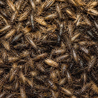 Live Crickets for Sale | Farm-Direct from Dunn NC - Carolina Crickets
