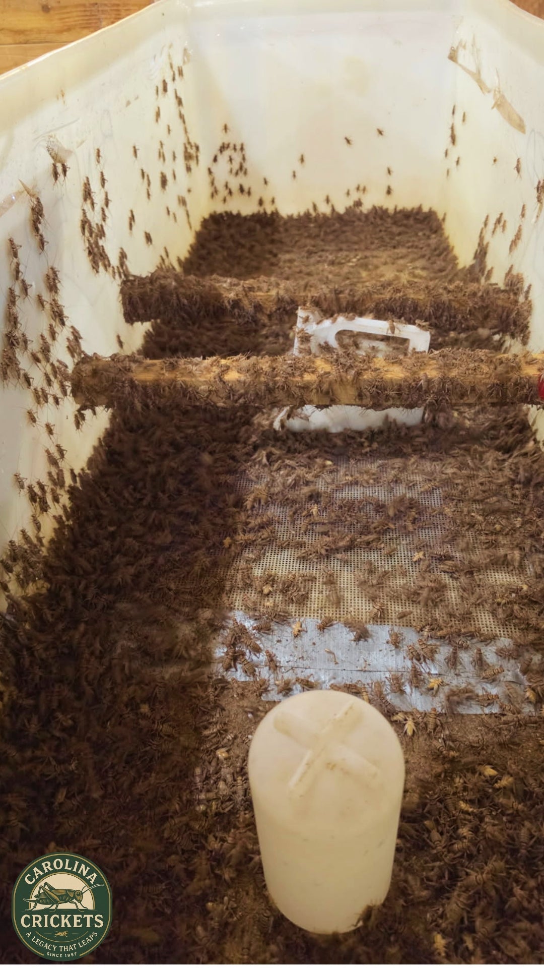 Live Crickets for Sale | Farm-Direct from Dunn NC - Carolina Crickets