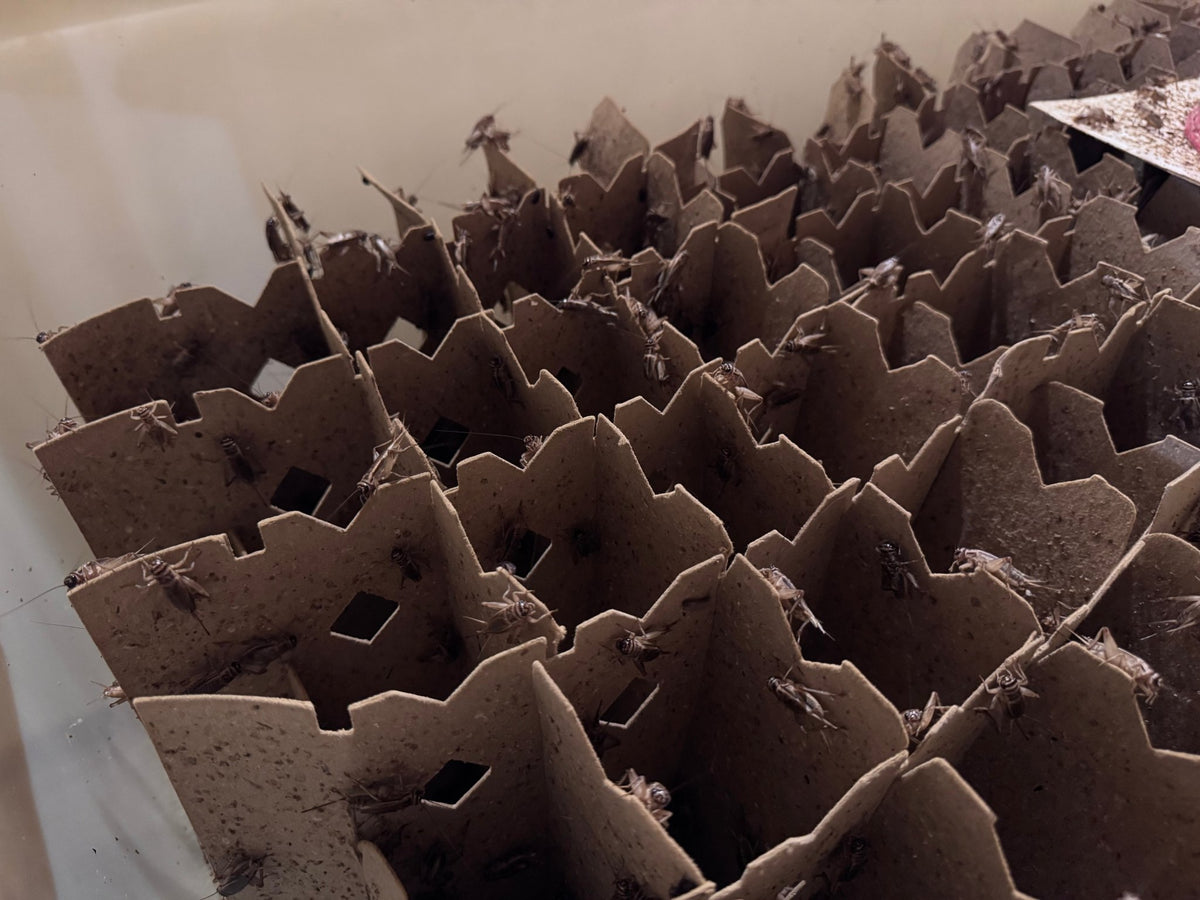 Live Crickets for Sale | Farm-Direct from Dunn NC - Carolina Crickets