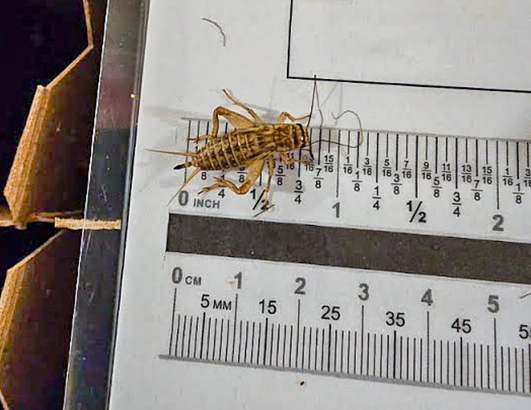 Live Crickets for Sale | Farm-Direct from Dunn NC - Carolina Crickets