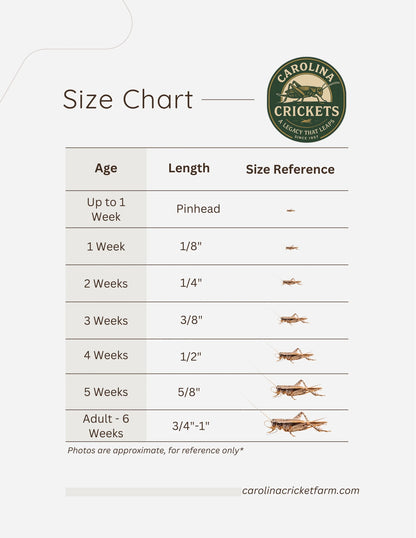 Live Crickets for Sale | Farm-Direct from Dunn NC - Carolina Crickets