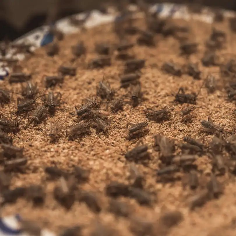 Live Crickets for Sale | Farm-Direct from Dunn NC - Carolina Crickets