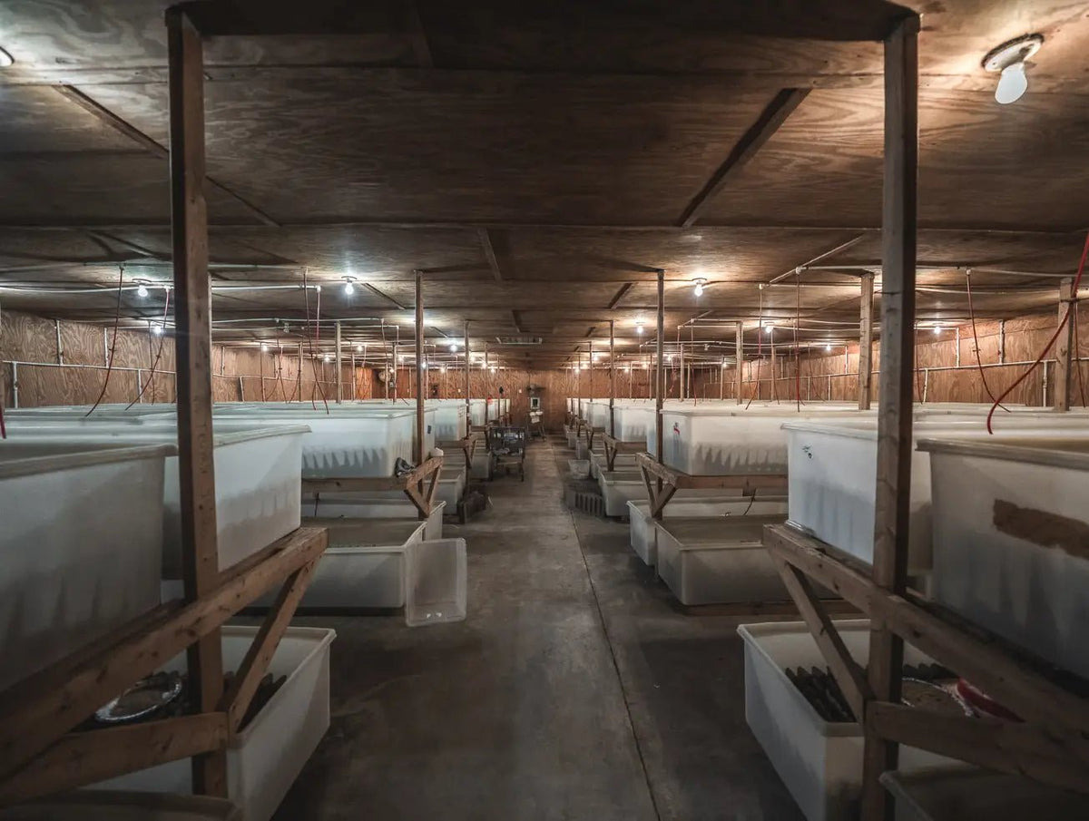 Live Crickets for Sale | Farm-Direct from Dunn NC - Carolina Crickets