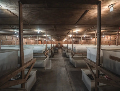 Live Crickets for Sale | Farm-Direct from Dunn NC - Carolina Crickets