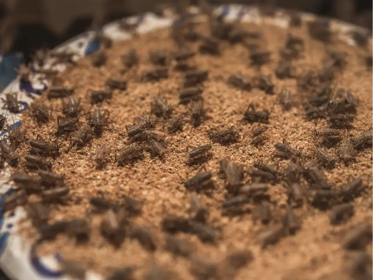 Live Crickets for Sale | Farm-Direct from Dunn NC - Carolina Crickets
