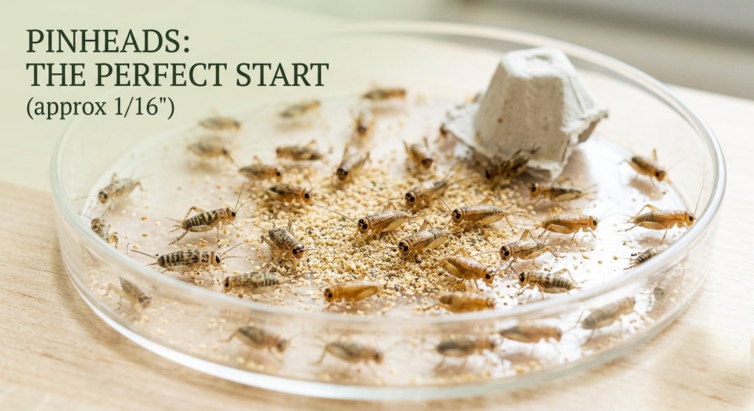 Live Crickets for Sale | Farm-Direct from Dunn NC - Carolina Crickets