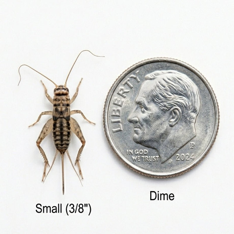 Live farm-raised feeder crickets for sale from Carolina Cricket Farm