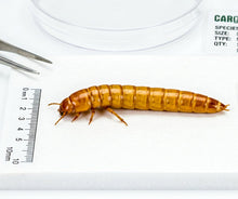 Live Mealworms - Carolina Crickets
