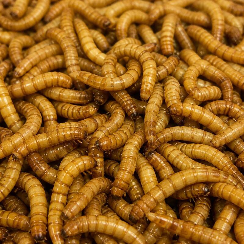 Live mealworms