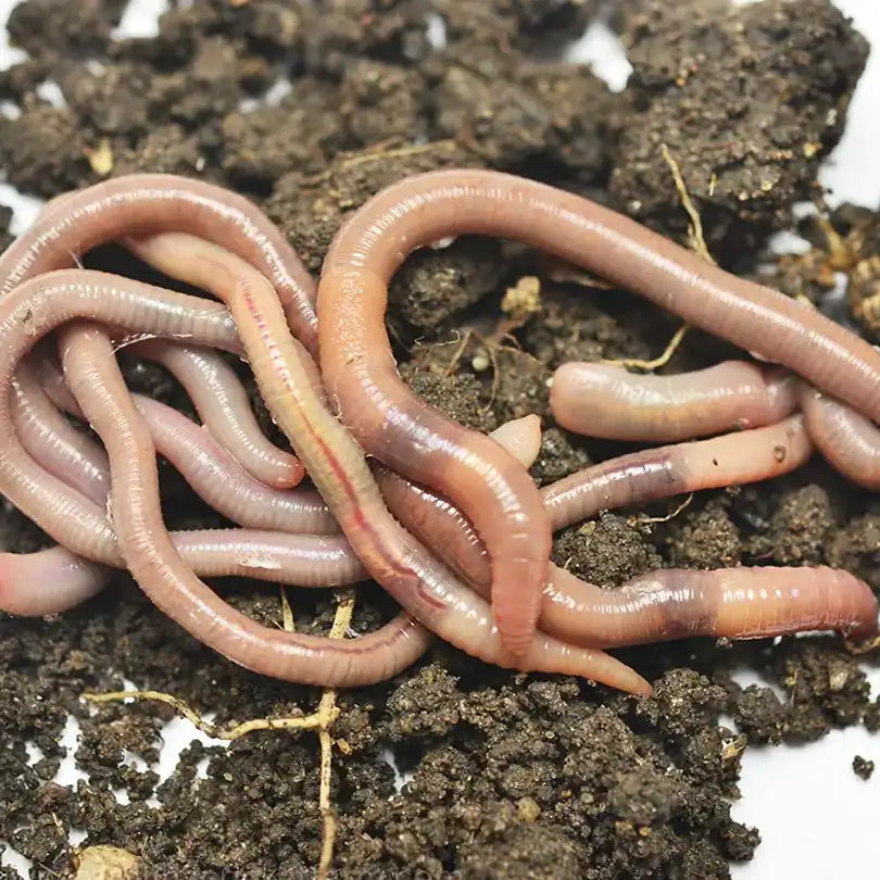 Canadian night crawlers in soil used as fishing bait and composting worms.