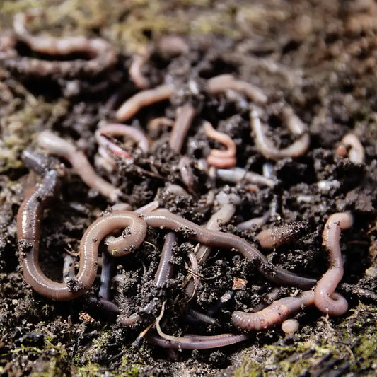 Red wigglers crawling through compost soil at a worm farm.