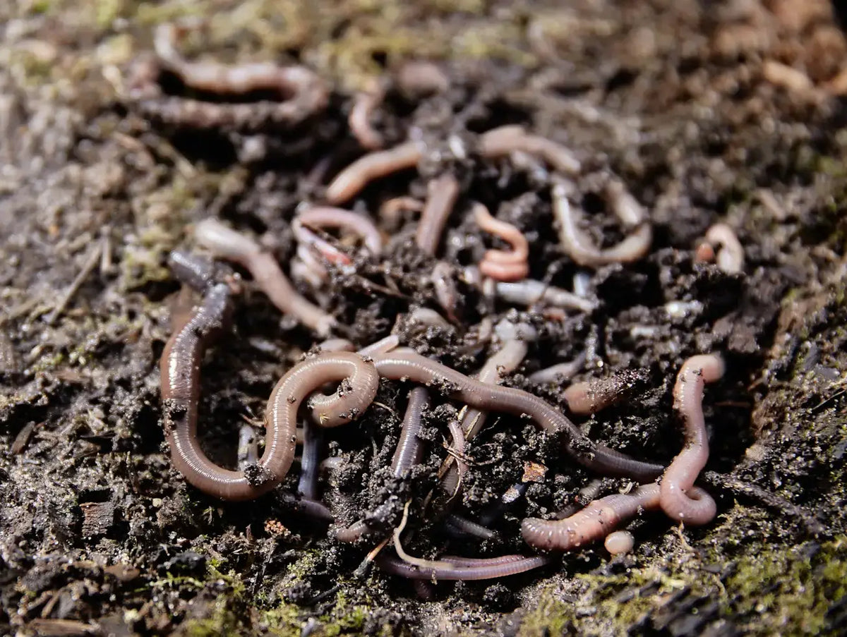 Red worms in dark soil